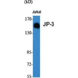 Western Blot - Anti-JIP3 Antibody (C11903) - Antibodies.com