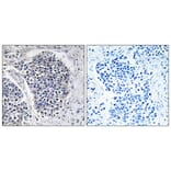 Immunohistochemistry - Anti-JIP3 Antibody (C11903) - Antibodies.com