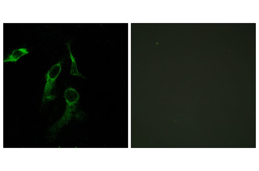 Immunofluorescence - Anti-HARS Antibody (C10349) - Antibodies.com