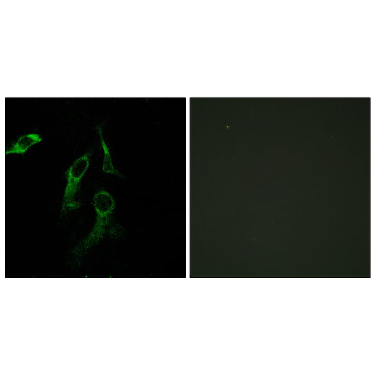 Immunofluorescence - Anti-HARS Antibody (C10349) - Antibodies.com