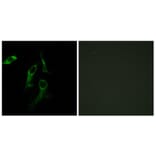 Immunofluorescence - Anti-HARS Antibody (C10349) - Antibodies.com