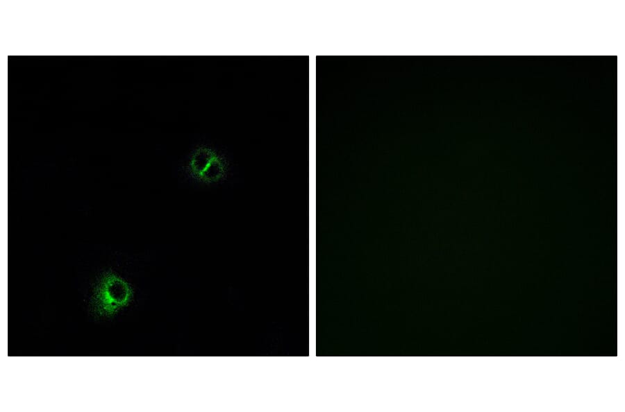 Immunofluorescence - Anti-FZD9 Antibody (G114) - Antibodies.com
