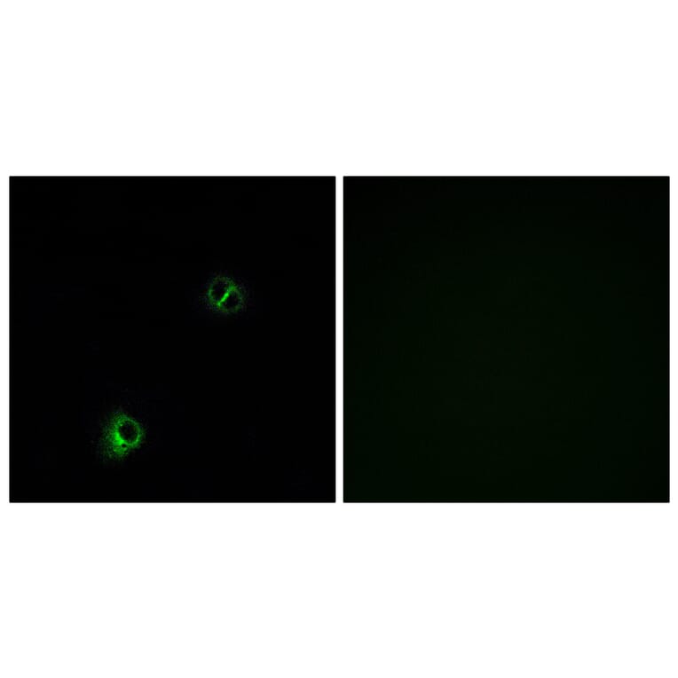 Immunofluorescence - Anti-FZD9 Antibody (G114) - Antibodies.com