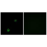 Immunofluorescence - Anti-FZD9 Antibody (G114) - Antibodies.com