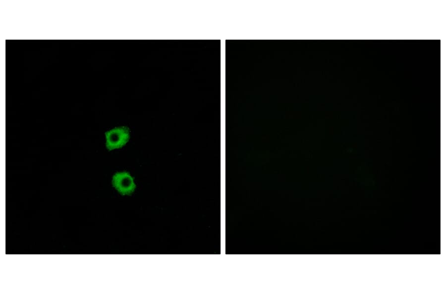 Immunofluorescence - Anti-FZD7 Antibody (G112) - Antibodies.com