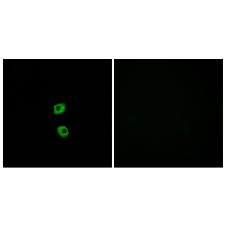 Immunofluorescence - Anti-FZD7 Antibody (G112) - Antibodies.com