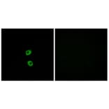 Immunofluorescence - Anti-FZD7 Antibody (G112) - Antibodies.com