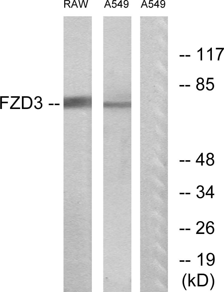Western blot analysis of lysates from A549 and RAW264.7 cells using Anti-FZD3 Antibody. The right hand lane represents a negative control, where the antibody is blocked by the immunising peptide.