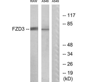 Western Blot - Anti-FZD3 Antibody (G108) - Antibodies.com