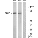 Western Blot - Anti-FZD3 Antibody (G108) - Antibodies.com