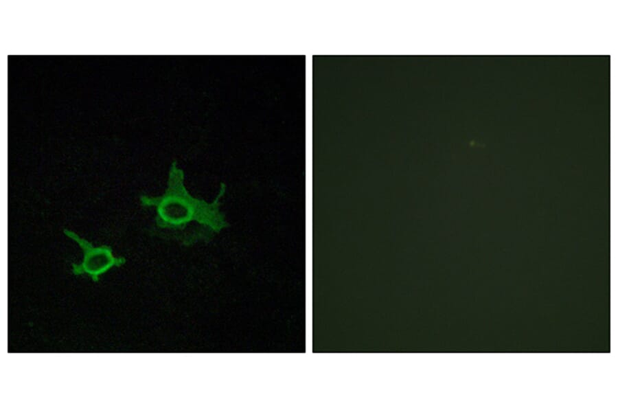 Immunofluorescence - Anti-FZD3 Antibody (G108) - Antibodies.com