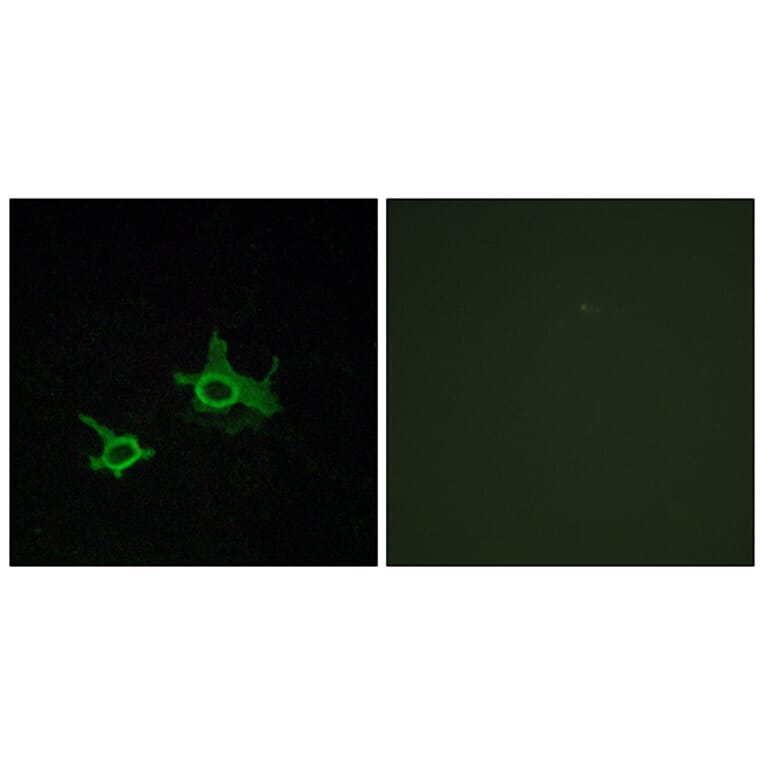 Immunofluorescence - Anti-FZD3 Antibody (G108) - Antibodies.com