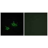 Immunofluorescence - Anti-FZD3 Antibody (G108) - Antibodies.com