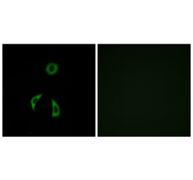 Immunofluorescence - Anti-FZD3 Antibody (G257) - Antibodies.com