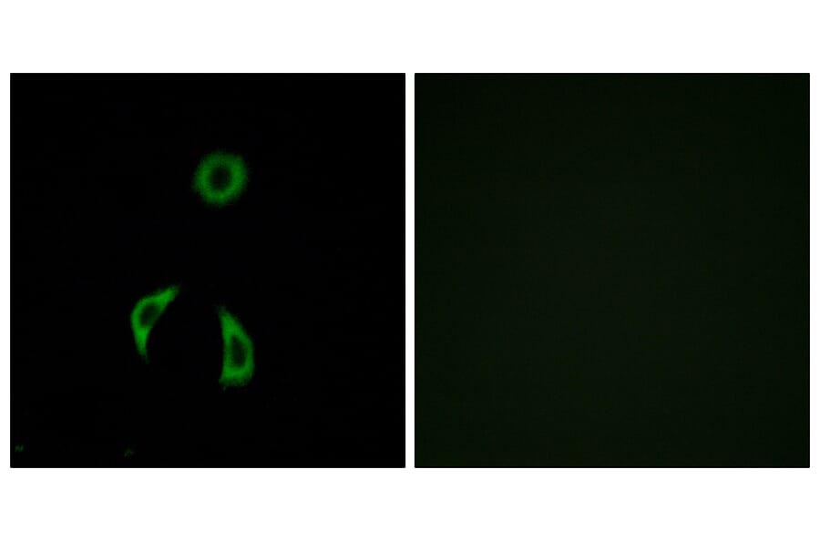 Immunofluorescence - Anti-FZD3 Antibody (G257) - Antibodies.com