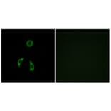 Immunofluorescence - Anti-FZD3 Antibody (G257) - Antibodies.com