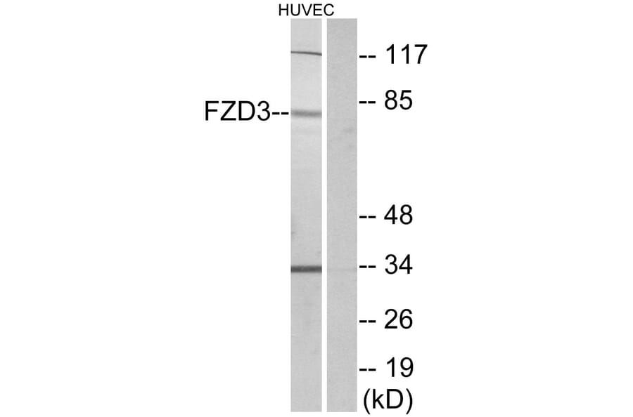 Western Blot - Anti-FZD3 Antibody (G257) - Antibodies.com
