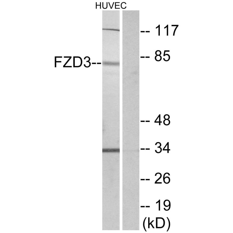Western Blot - Anti-FZD3 Antibody (G257) - Antibodies.com