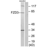 Western Blot - Anti-FZD3 Antibody (G257) - Antibodies.com