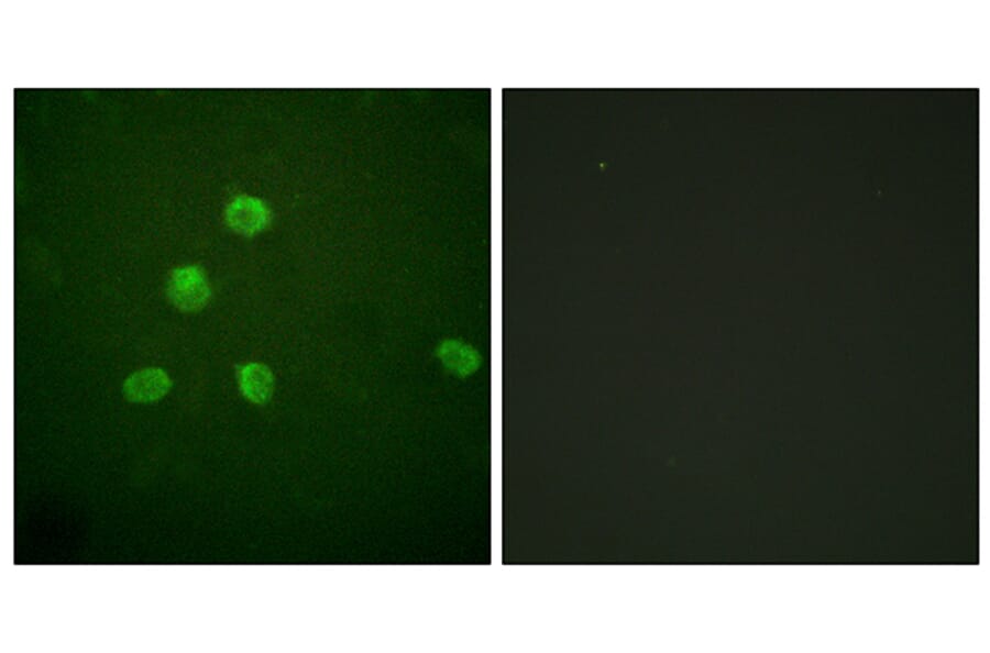 Immunofluorescence - Anti-FosB Antibody (B0930) - Antibodies.com