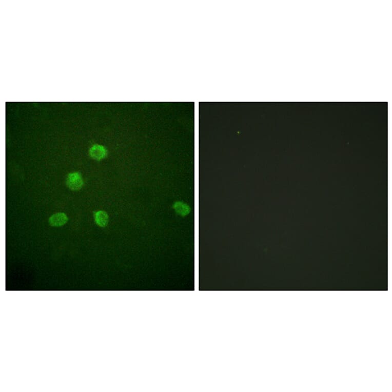 Immunofluorescence - Anti-FosB Antibody (B0930) - Antibodies.com