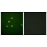 Immunofluorescence - Anti-FosB Antibody (B0930) - Antibodies.com