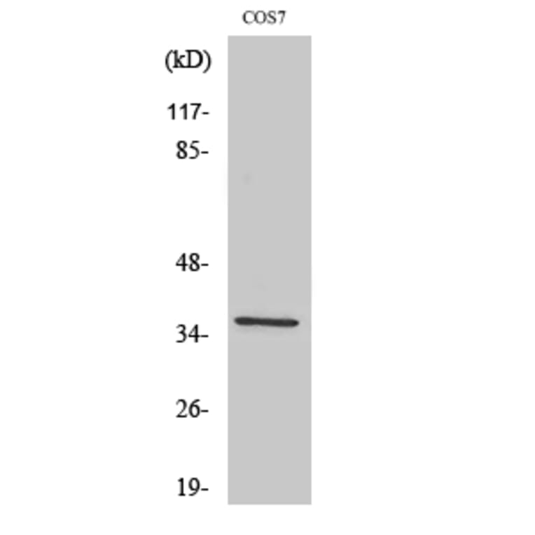 Western Blot - Anti-FosB Antibody (B0930) - Antibodies.com