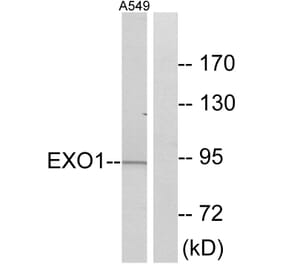 Western Blot - Anti-EXO1 Antibody (C13052) - Antibodies.com