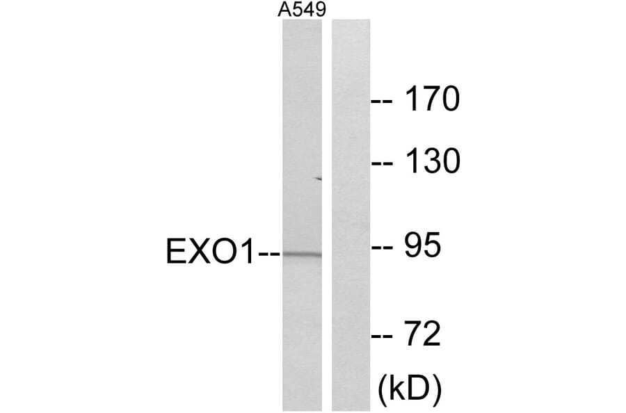 Western Blot - Anti-EXO1 Antibody (C13052) - Antibodies.com