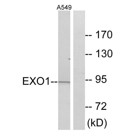 Western Blot - Anti-EXO1 Antibody (C13052) - Antibodies.com