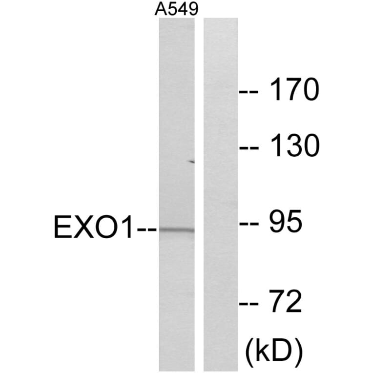 Western Blot - Anti-EXO1 Antibody (C13052) - Antibodies.com