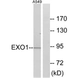 Western Blot - Anti-EXO1 Antibody (C13052) - Antibodies.com