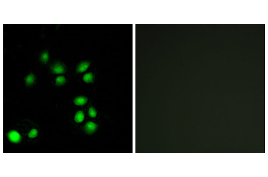 Immunofluorescence - Anti-EXO1 Antibody (C13052) - Antibodies.com
