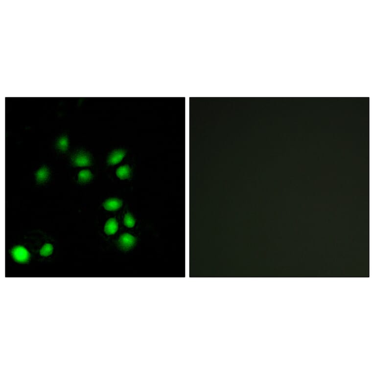 Immunofluorescence - Anti-EXO1 Antibody (C13052) - Antibodies.com