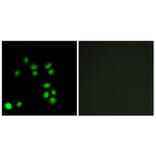 Immunofluorescence - Anti-EXO1 Antibody (C13052) - Antibodies.com