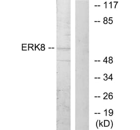 Western Blot - Anti-ERK8 Antibody (B0920) - Antibodies.com