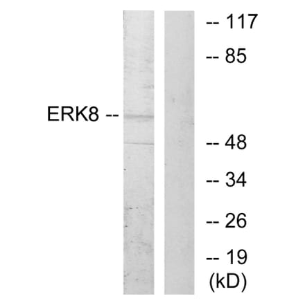 Western Blot - Anti-ERK8 Antibody (B0920) - Antibodies.com