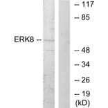 Western Blot - Anti-ERK8 Antibody (B0920) - Antibodies.com