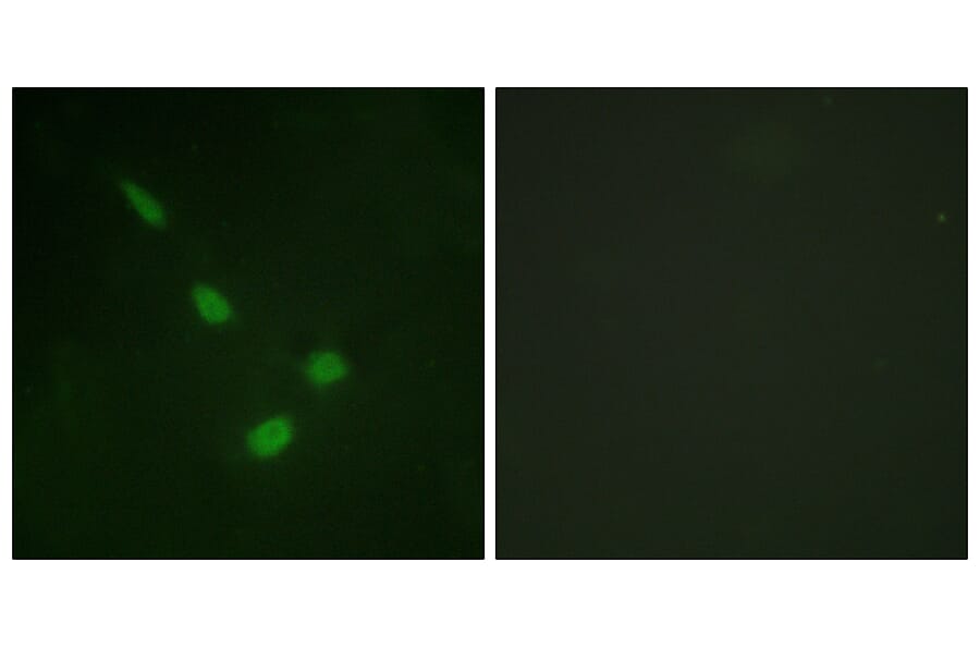 Immunofluorescence - Anti-ERK8 Antibody (B0920) - Antibodies.com