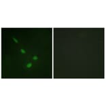 Immunofluorescence - Anti-ERK8 Antibody (B0920) - Antibodies.com