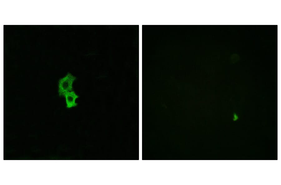 Immunofluorescence - Anti-EDG6 Antibody (G087) - Antibodies.com
