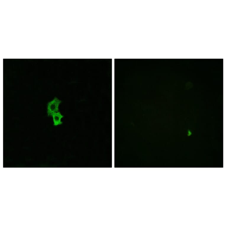 Immunofluorescence - Anti-EDG6 Antibody (G087) - Antibodies.com