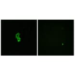 Immunofluorescence - Anti-EDG6 Antibody (G087) - Antibodies.com