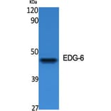 Western Blot - Anti-EDG6 Antibody (G087) - Antibodies.com