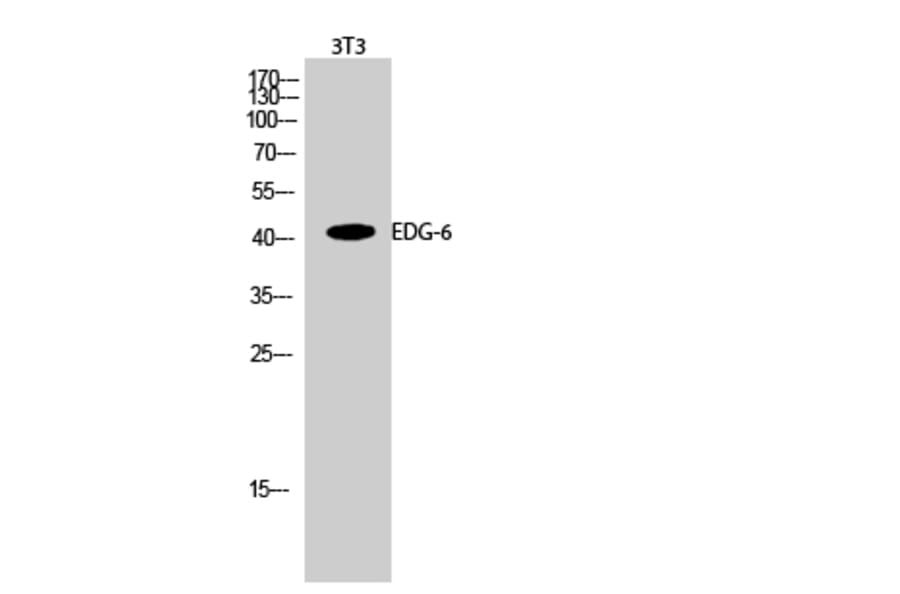 Western Blot - Anti-EDG6 Antibody (G087) - Antibodies.com