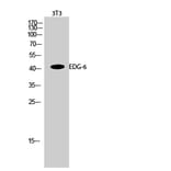 Western Blot - Anti-EDG6 Antibody (G087) - Antibodies.com