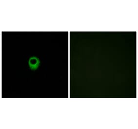 Immunofluorescence - Anti-EDG4 Antibody (G236) - Antibodies.com