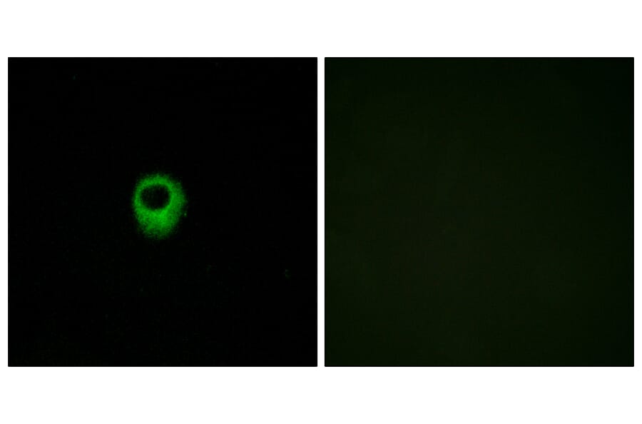 Immunofluorescence - Anti-EDG4 Antibody (G236) - Antibodies.com
