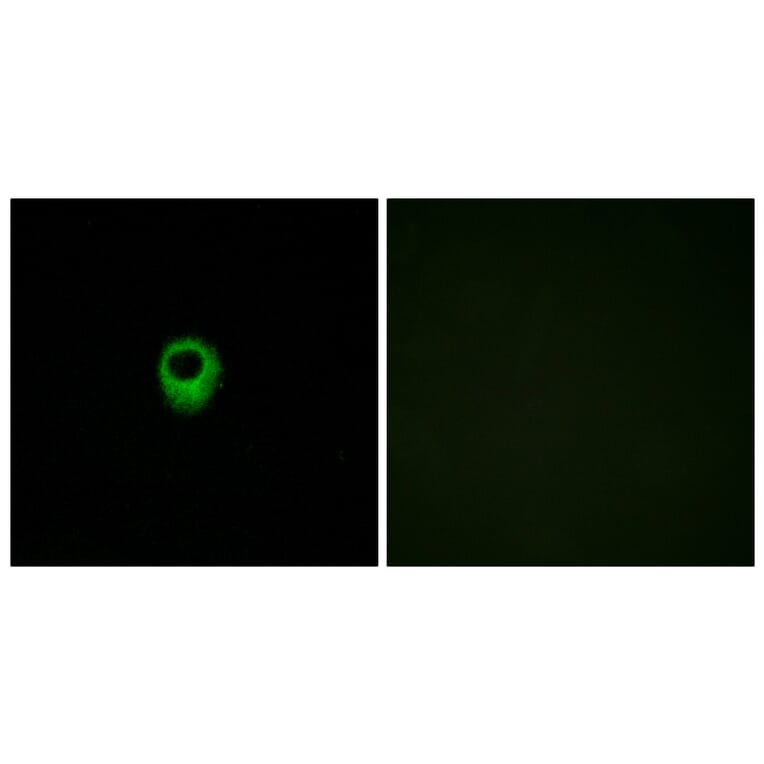 Immunofluorescence - Anti-EDG4 Antibody (G236) - Antibodies.com