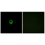 Immunofluorescence - Anti-EDG4 Antibody (G236) - Antibodies.com